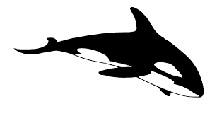 illustration of an orca whale